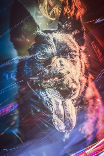 20260301-Nala-Gohan-art