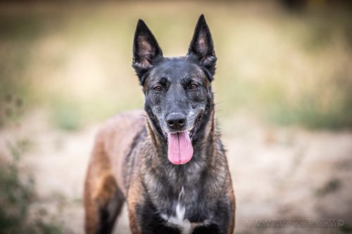 21082026-Nala9