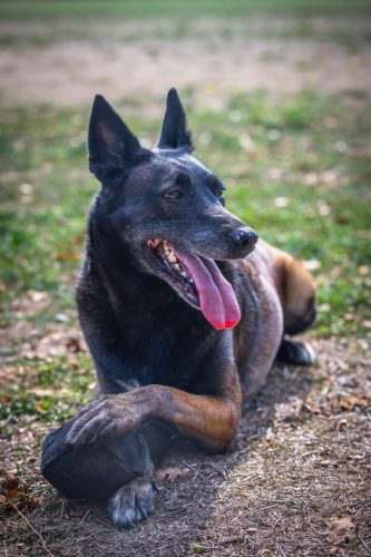 29092026-Nala1