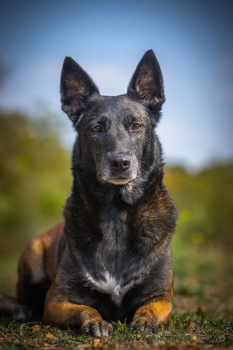29092026-Nala2
