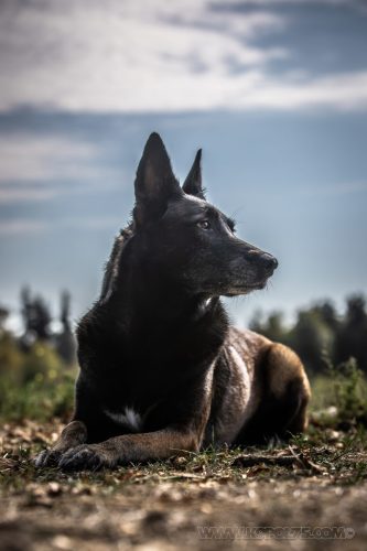 29092026-Nala3