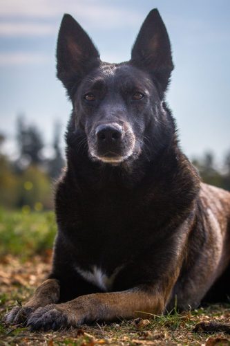 29092026-Nala4
