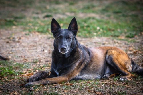 29092026-Nala5